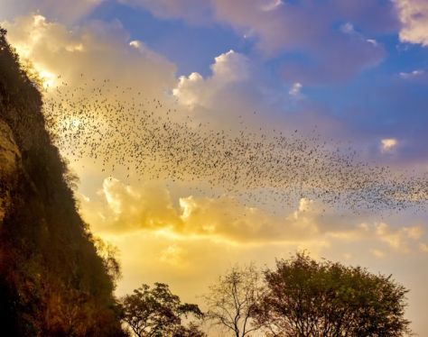 battambang-bat cave-1
