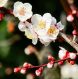 Plum and apricot flowers 048fc975
