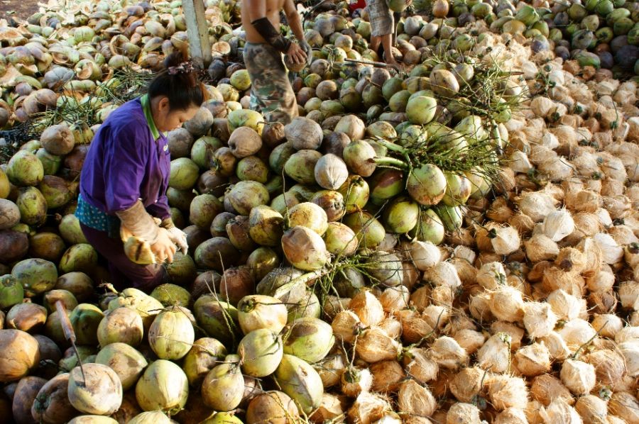Mekong Delta Ben Tre Coconut Village 5 06797e0b