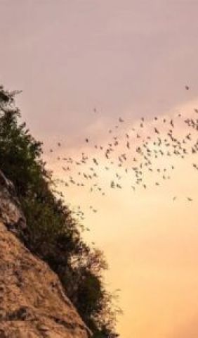 bat cave in siem reap e1753841599508 07fa7026