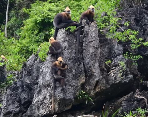 Cat Ba National Park 0ad74dcd