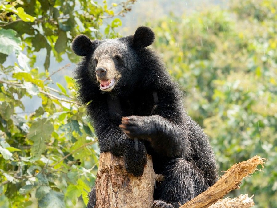Luang Prabang Free the Bears Rescue Center 0d3ee9c2
