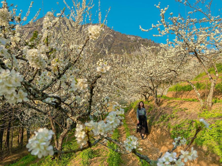 Seni Plum Blossoms in Sapa 0e5539c7