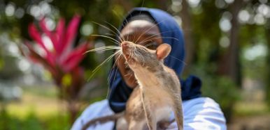 Siem Reap APOPO HeroRATs 3 136170f1