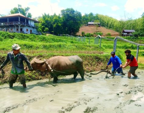 Luang Prabang Kao Niaw Farm 2 14307dbb
