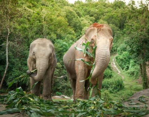 chiang mai elephant jungle sanctuary canh 1 1b437bb4