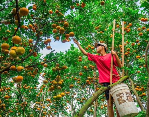 Seni Mekong Delta in fruit harvest season 2552d1b4