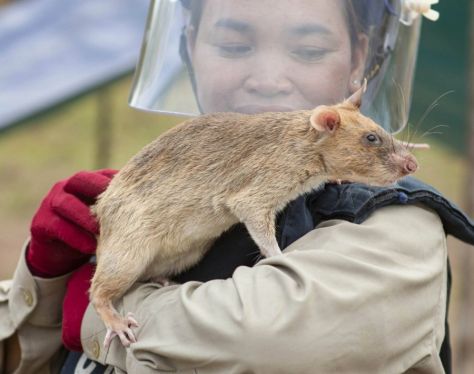 Siem Reap APOPO HeroRATs 2 2a07efee