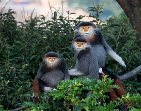 mountain monkey in Son Tra Nature Reserve