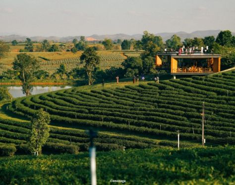 chiang rai choui fong tea plantation 4 30ddd536