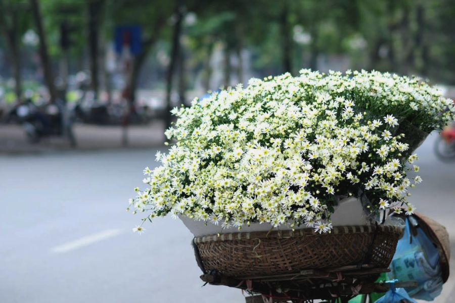 daisy in Hanoi in the autumn 33c1ab17
