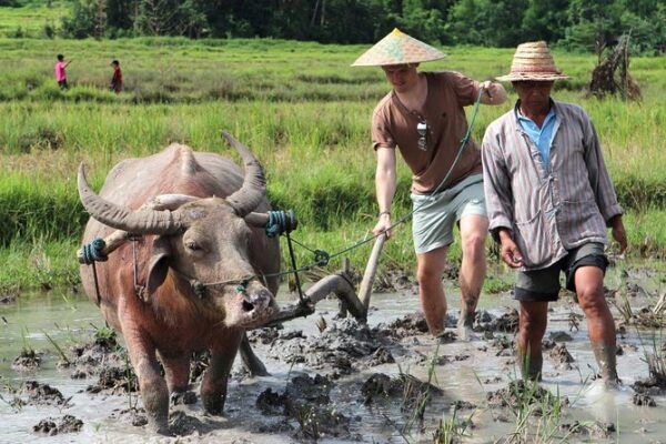 Farming with a Local Expert in Luang Prabang e1753840869409 38453501