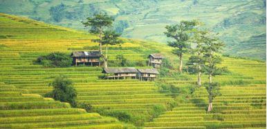 Sapa TerracedField 7 418d63e2
