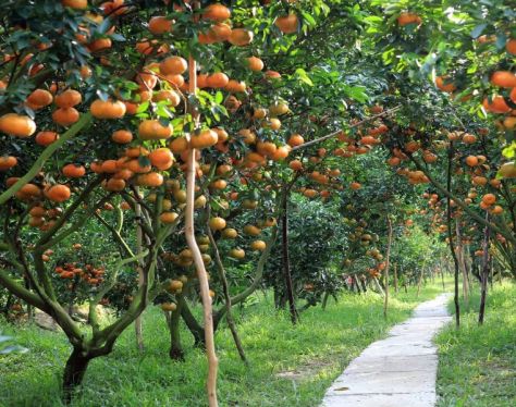 Mekong Delta Fruit Plantation 1 4343400a