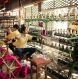 Angkor Silk Farm is a well known cultural site 46429a92