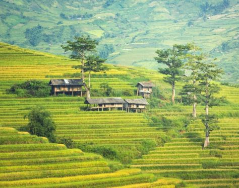 Sapa TerracedField 7 49cbfb19