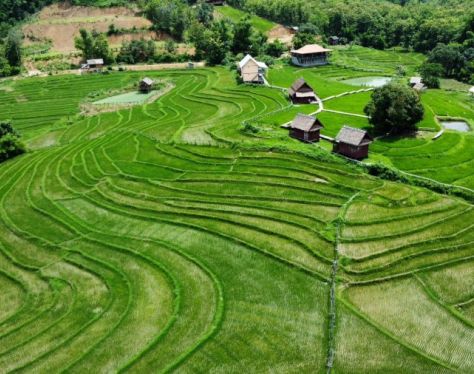 Luang Prabang Kao Niaw Farm 54208344