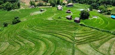 Luang Prabang Kao Niaw Farm 5c661bbf