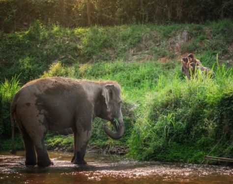 chiang mai elephant jungle sanctuary canh 2 5c254213