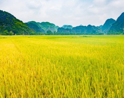 Ninh Binh Rice Paddies 3 5f089d3f