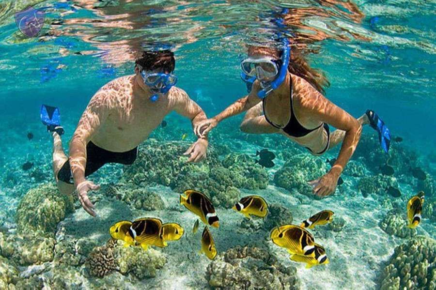 Cham Island Snorkeling 66787078