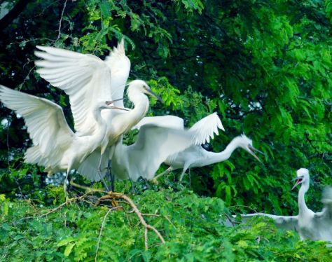 Mekong Delta Vam Ho Bird Sanctuary 2 6971ee2b