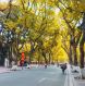 Seni Phan Dinh Phung Street in Autumn 6f244872
