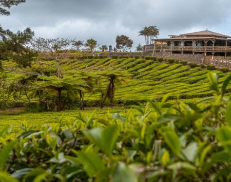 Pakse Tea plantation 721d8040