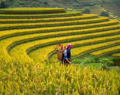 Sapa TerracedField 2 75515ec5