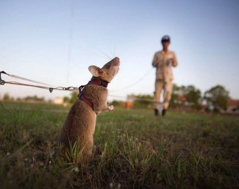 Siem Reap APOPO HeroRATs 1 77bc6ff0