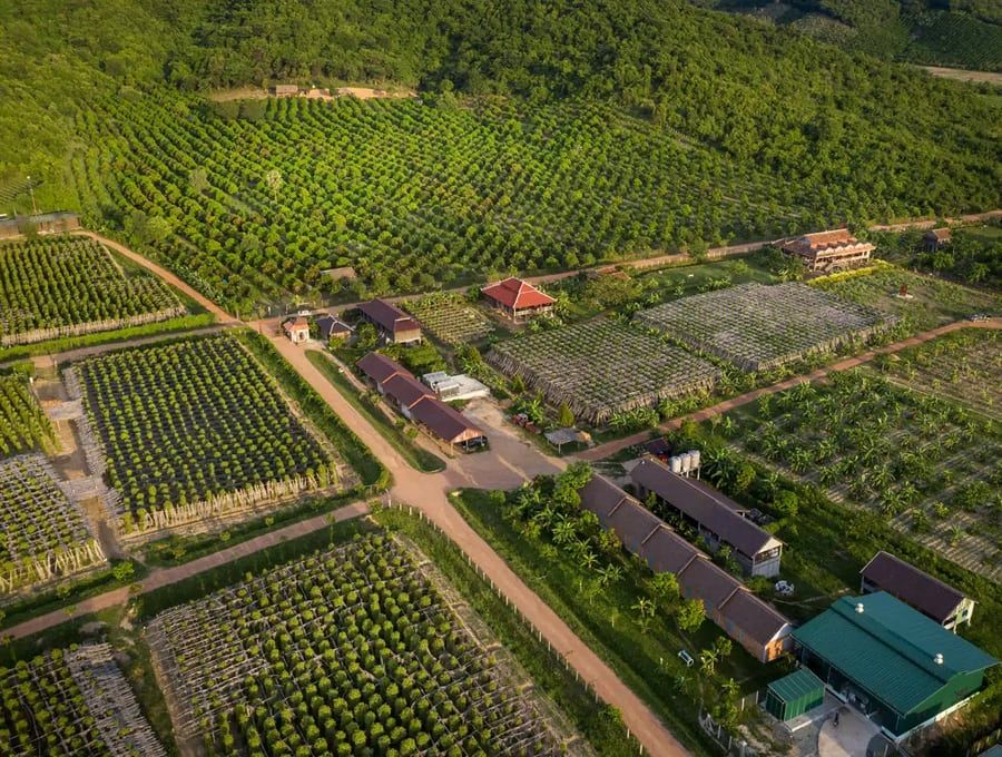 Introduction To Pepper Farm Kampot 78cf56c6