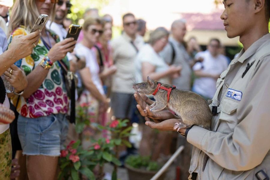 APOPO Visitor Center in Siem Reap has trained African giant pouched rats 7a4a2819