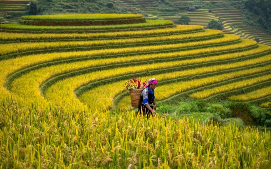 Sapa TerracedField 2 7c6a4b5a