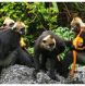 Cat Ba langur in cat ba national park 8034b1ad