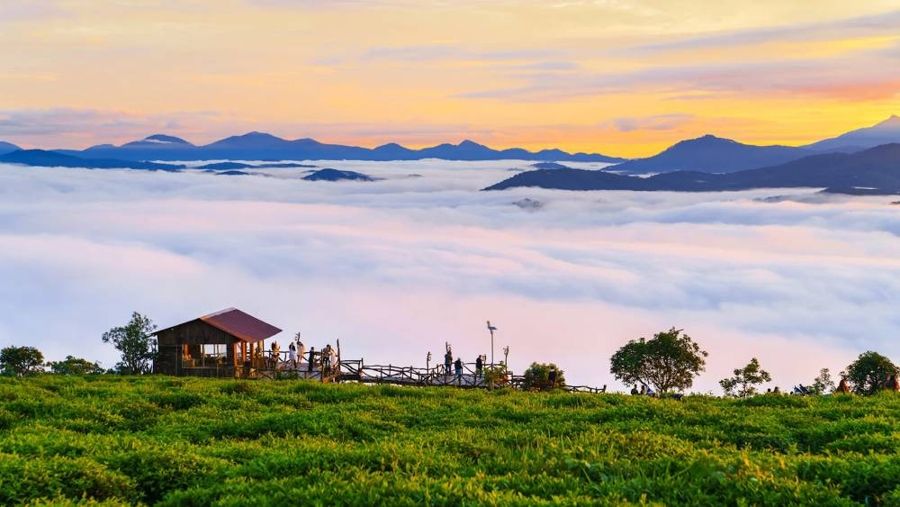 Cau Dat Tea Hill is a well known tourist destination in Da Lat 9848243d