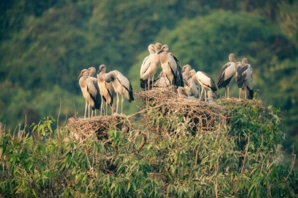 Ninh Binh Thung Nham Bird Park 6 e1753844539583 9d1b5adf