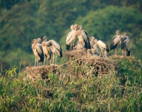 Ninh Binh Thung Nham Bird Park 6 a7cdeee6