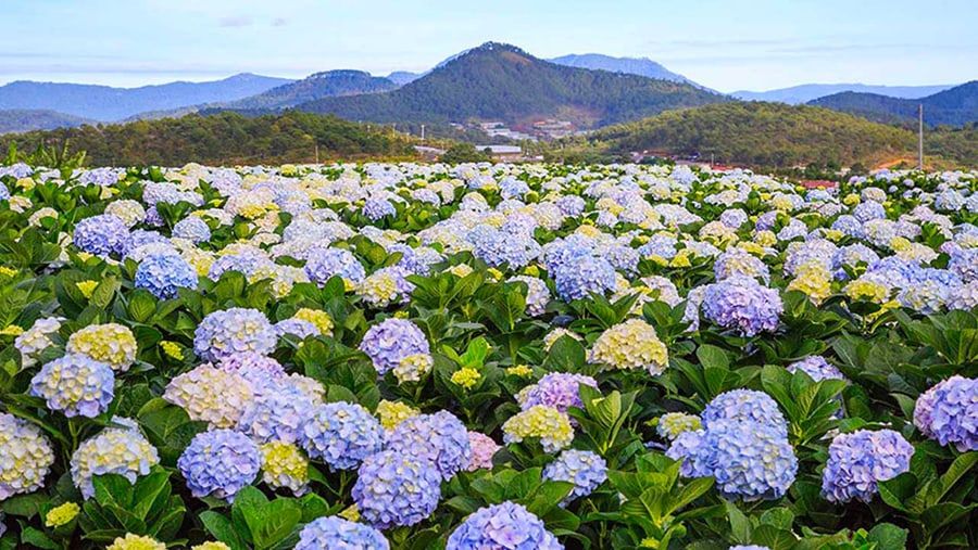 Da Lat Flower Festival