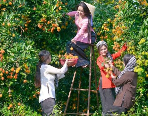 Seni Tropical fruit farm in Mekong Delta adec4f1d