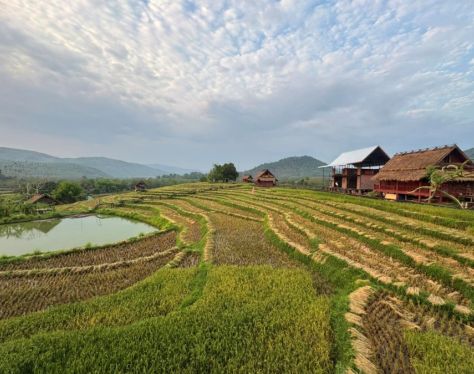 Luang Prabang Kao Niaw Farm 4 af477d87