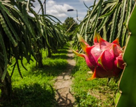 Mekong Delta Fruit Plantation 3 b1bc5253