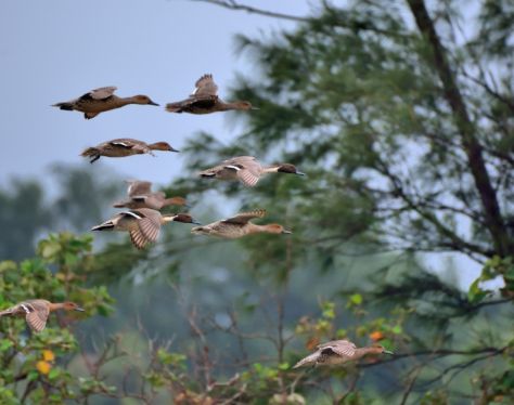 Mekong Delta Vam Ho Bird Sanctuary 3 b1324cfa