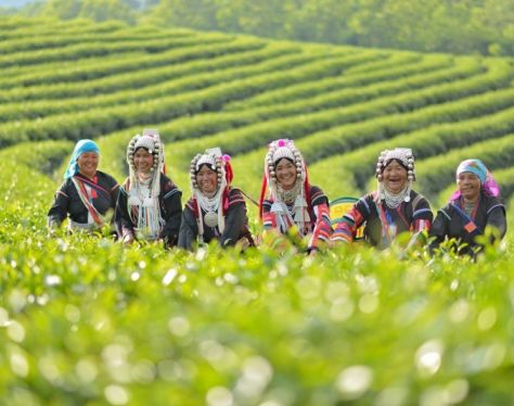 chiang rai choui fong tea plantation 1 b358420a