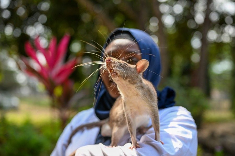 Siem Reap APOPO HeroRATs 3 b8d02f4d