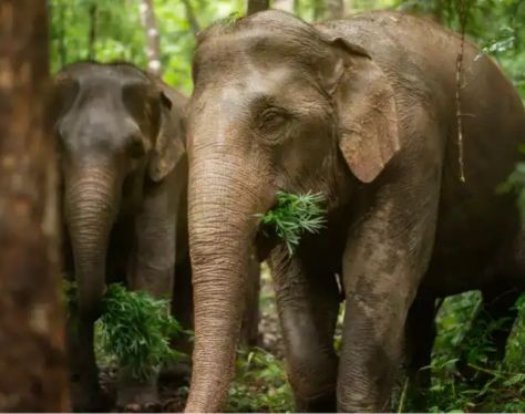 chiang mai elephant jungle sanctuary canh 3 bc204693