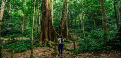 Ninh Binh Cuc Phuong National Park 7 e1753844519450 c01323a8