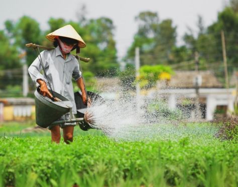 Hoi An Tra Que Vegetable Village 1 c8ddf75d