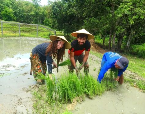 Luang Prabang Kao Niaw Farm 3 cc73df6a