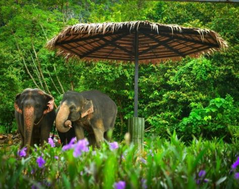 chiang mai elephant jungle sanctuary canh 4 d3cb8e83