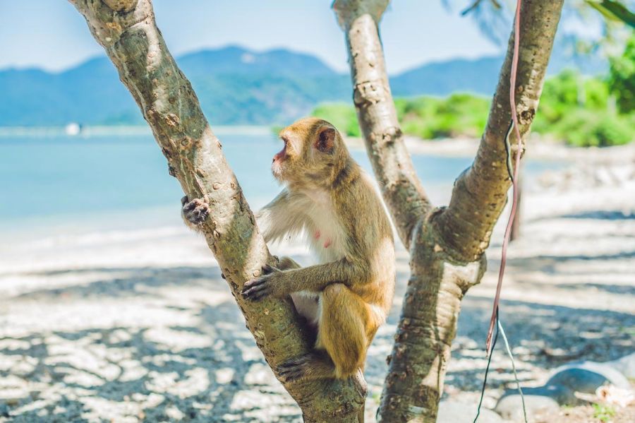 Seni Monkey Island Nha Trang 2 d4390420